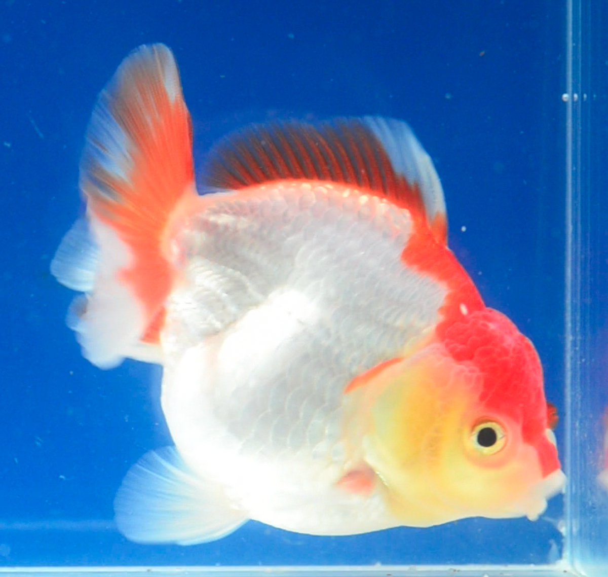 Orange White Oranda