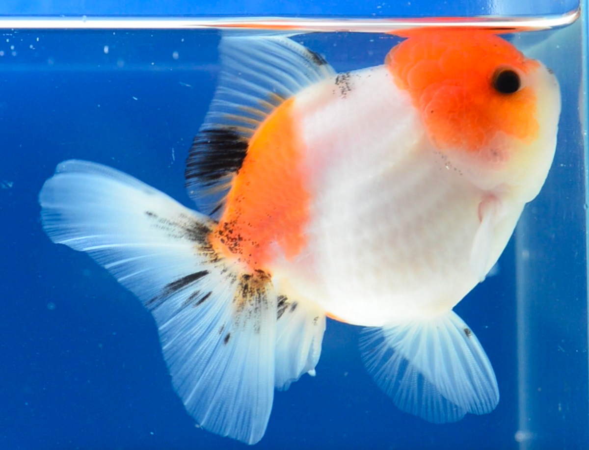 Sakura Oranda