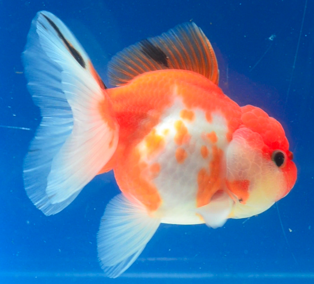 Sakura Oranda