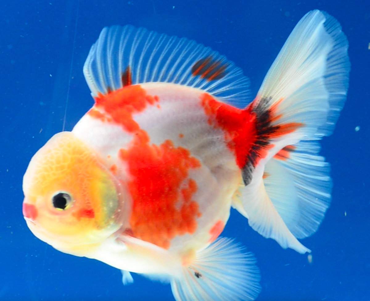 Sakura Oranda