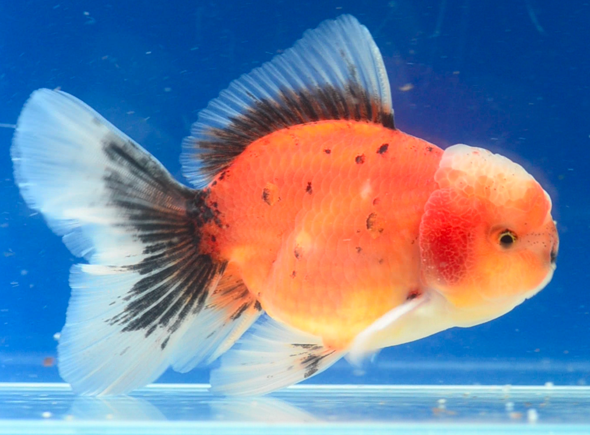 Calico Oranda