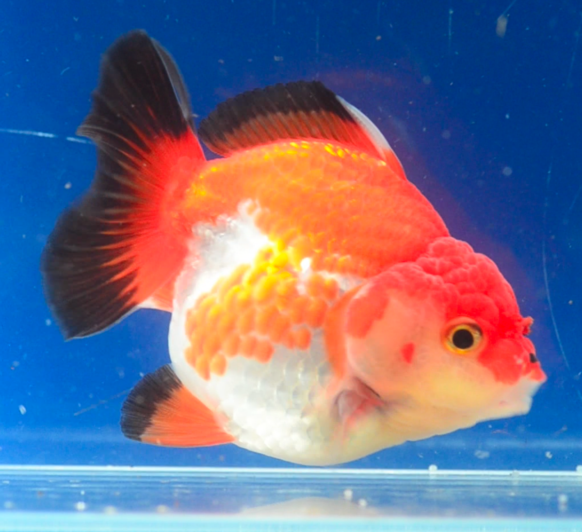 Tri-Colour Oranda