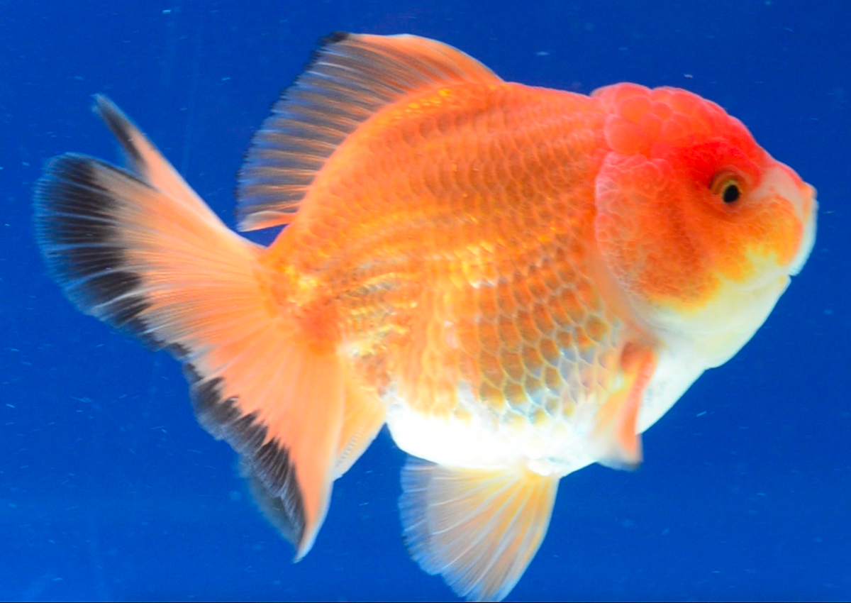 Orange Black Oranda