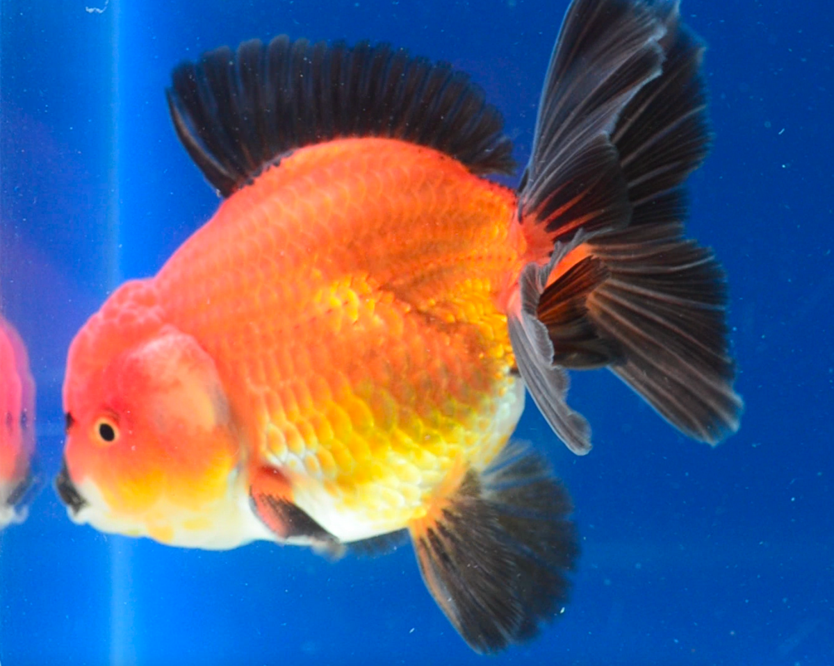 Orange Black Oranda