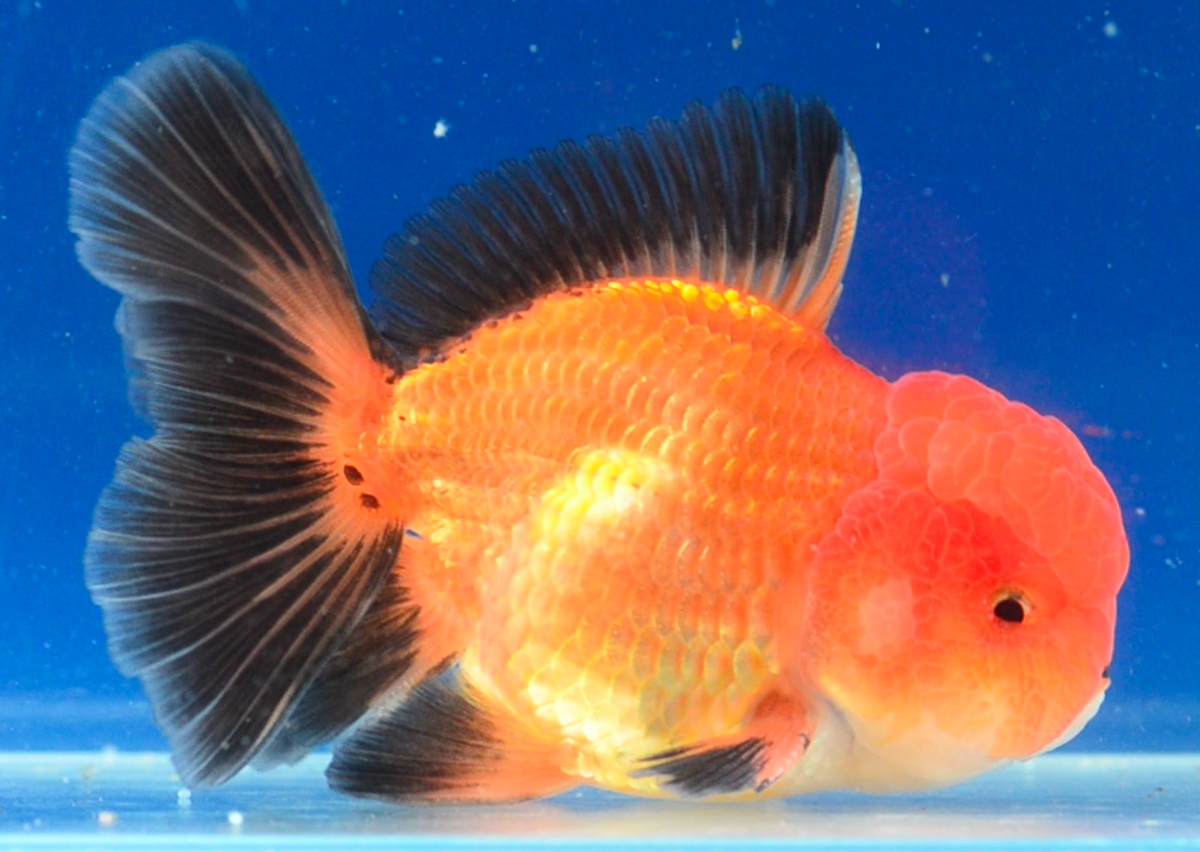 Orange Black Oranda