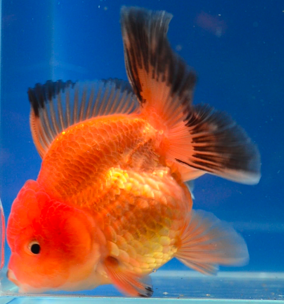 Orange Black Oranda