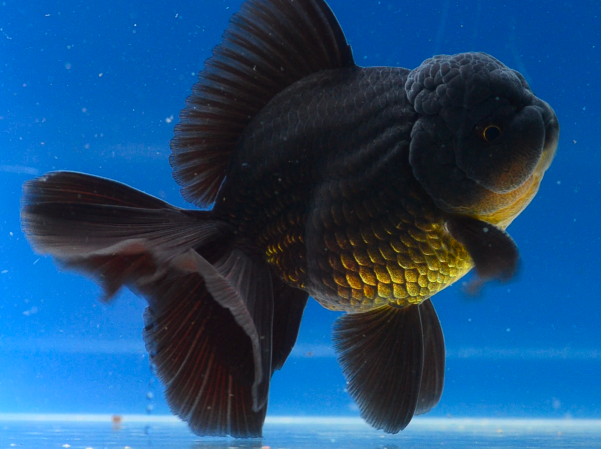 Black Oranda