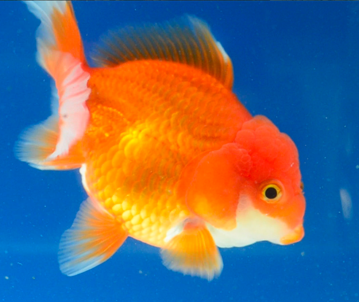 Orange Oranda