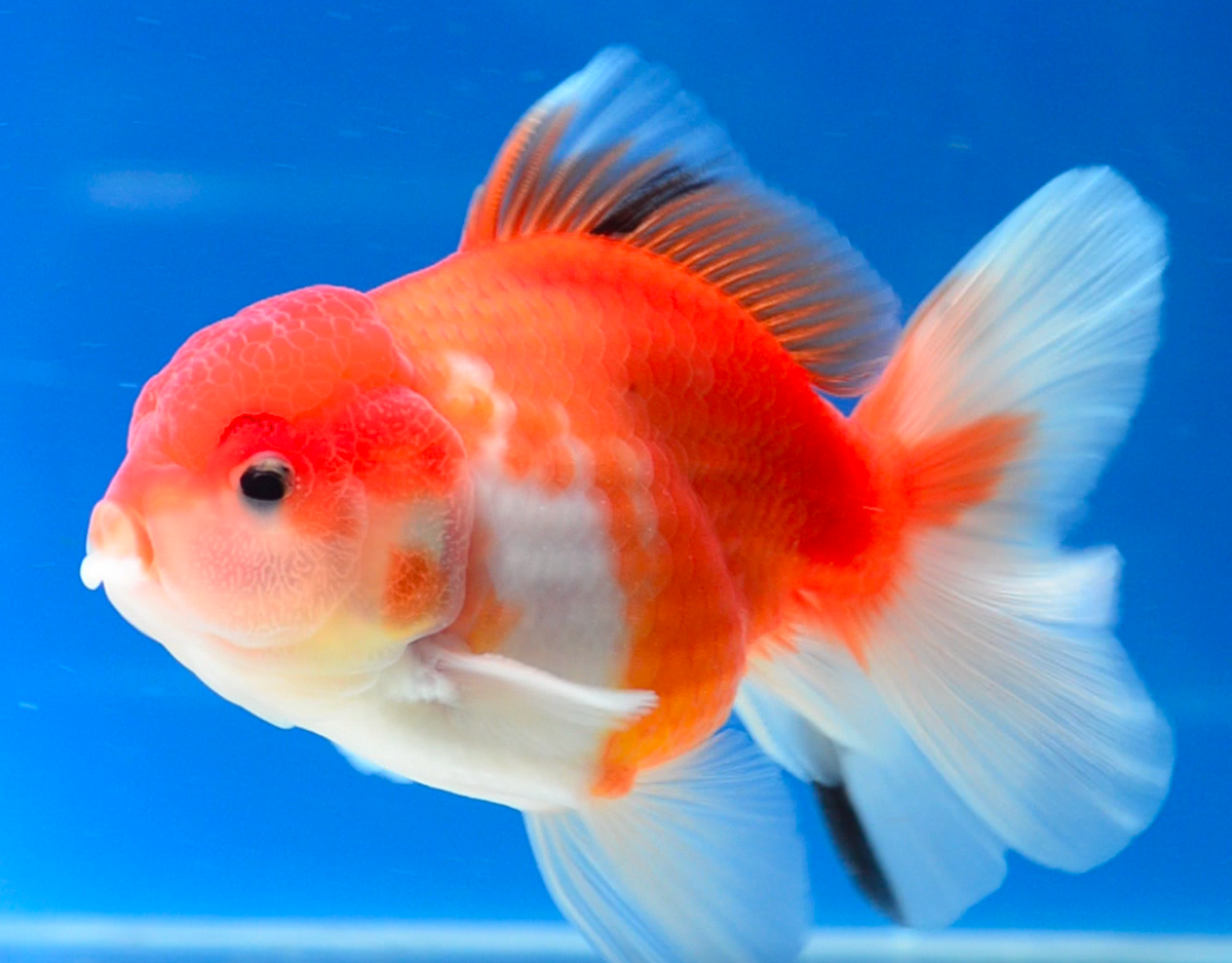 Orange White Oranda