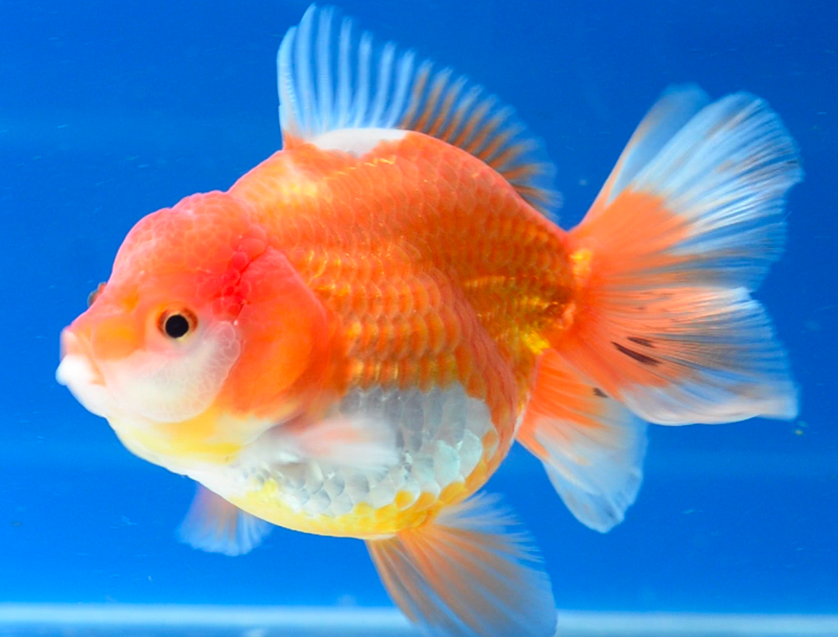 Orange White Oranda