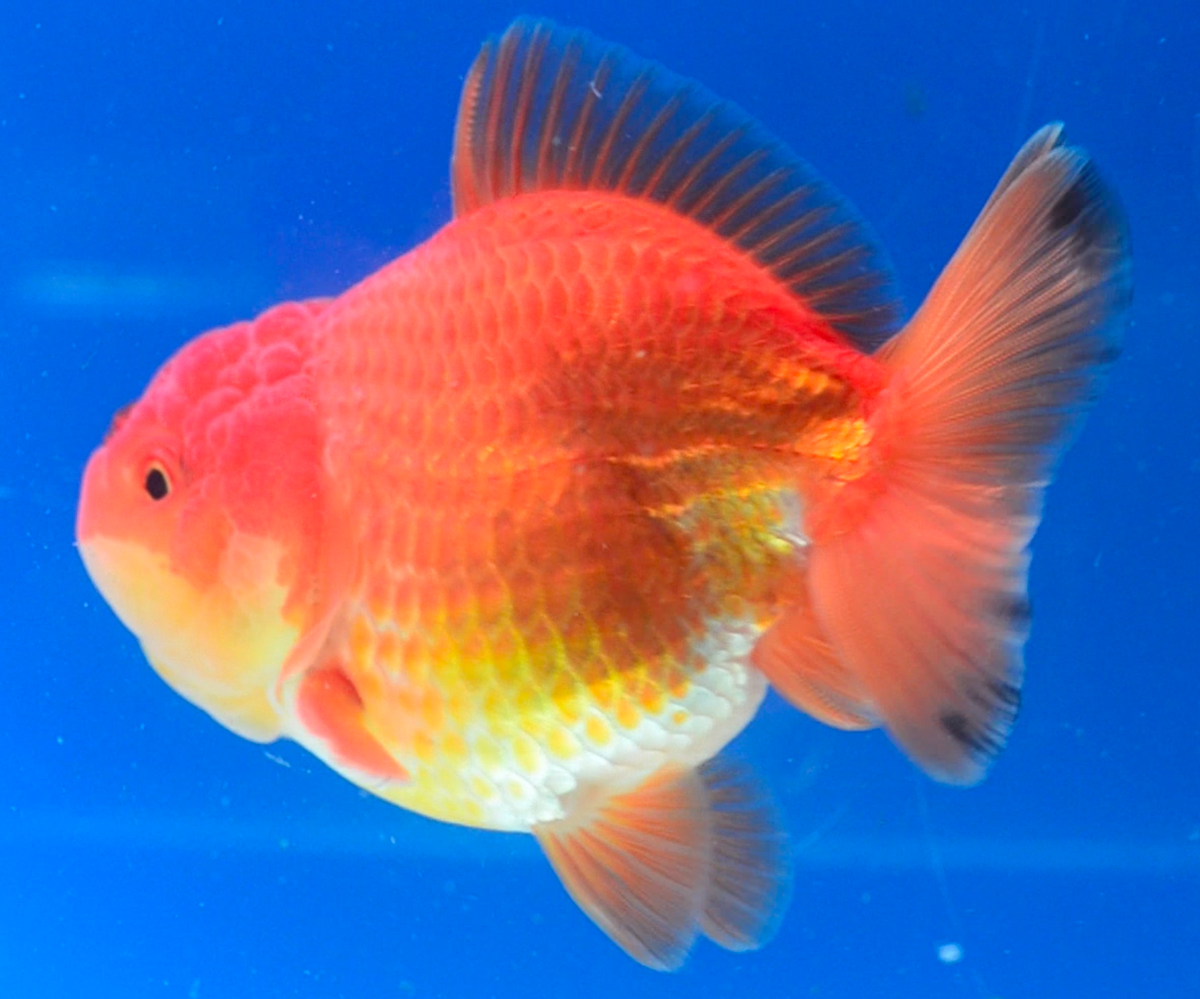 Orange Oranda