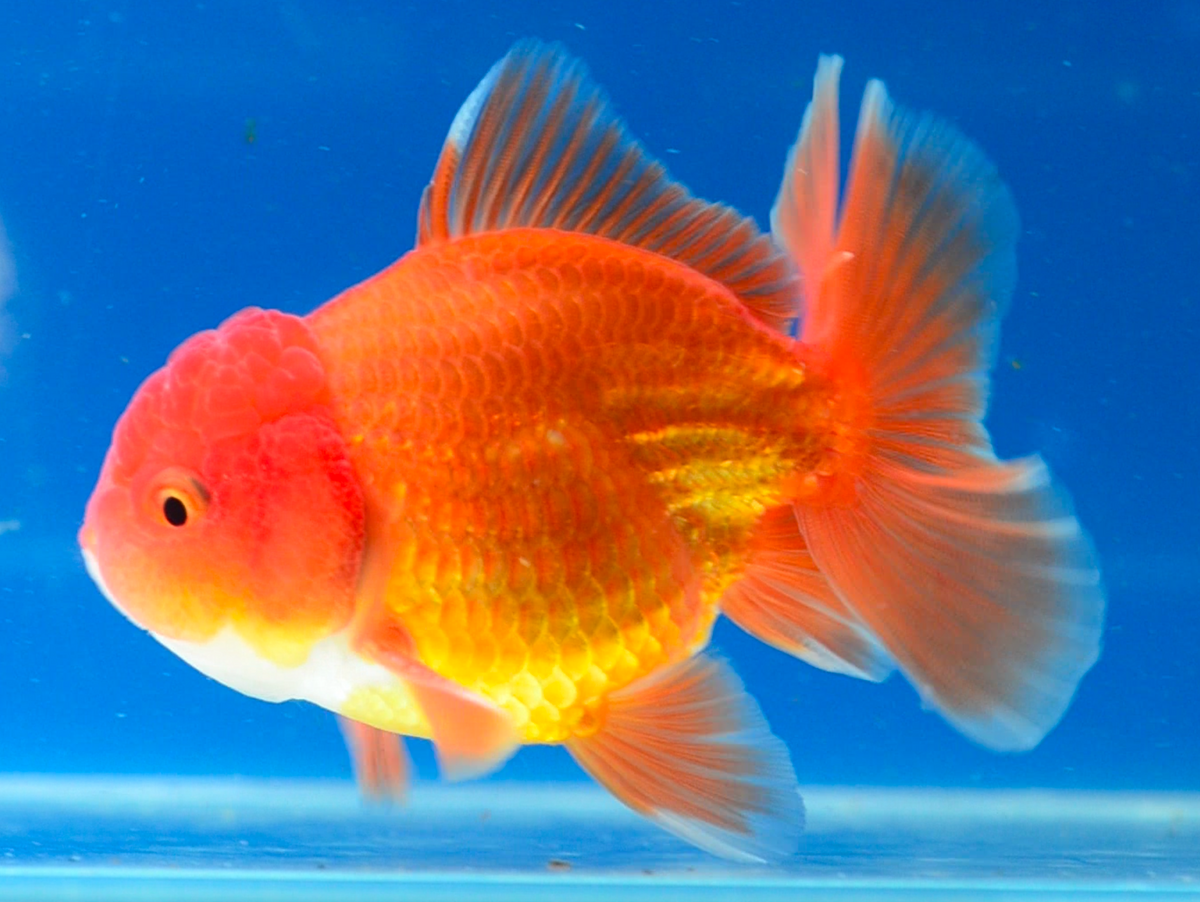 Orange Oranda