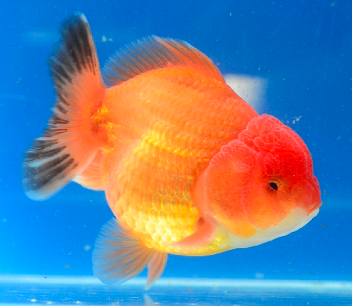 Orange Oranda