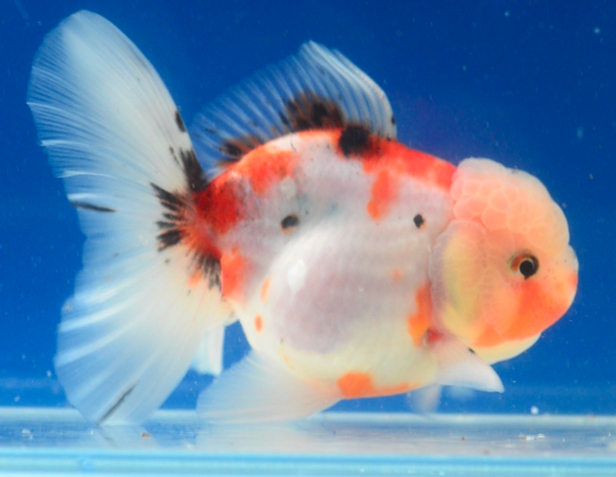 Tri-Colour Oranda