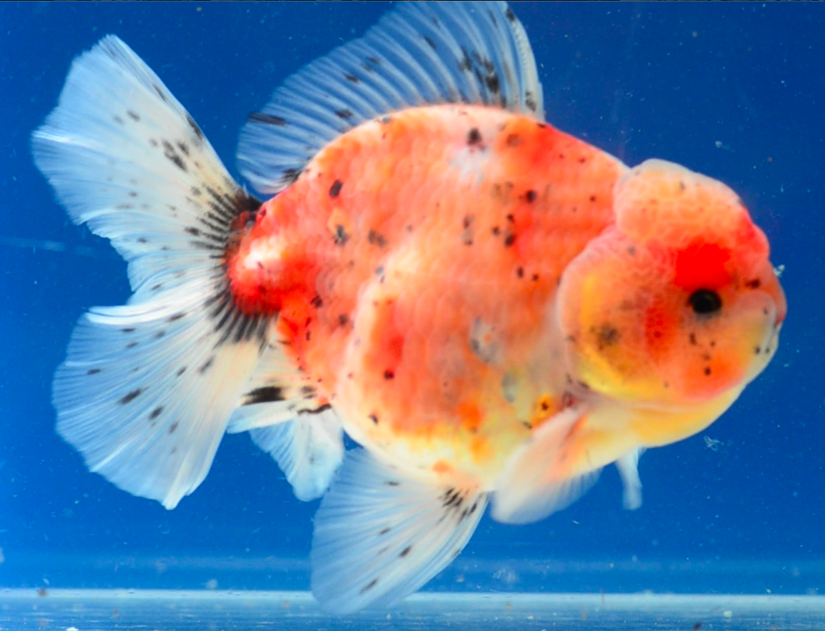 Calico Oranda