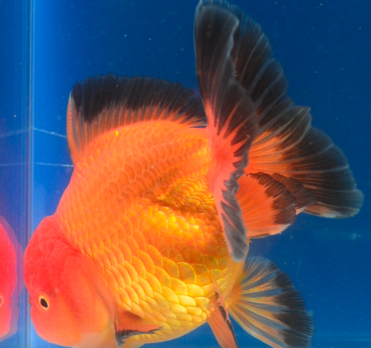 Orange Black Oranda