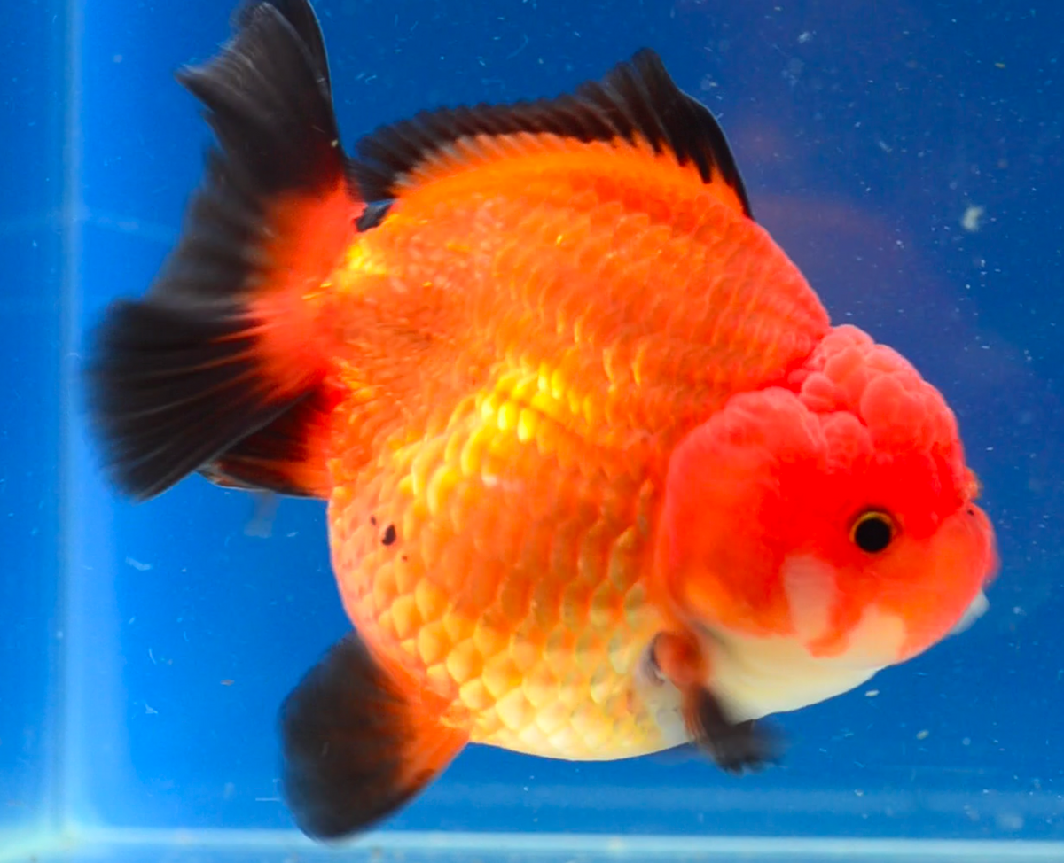 Orange Black Oranda