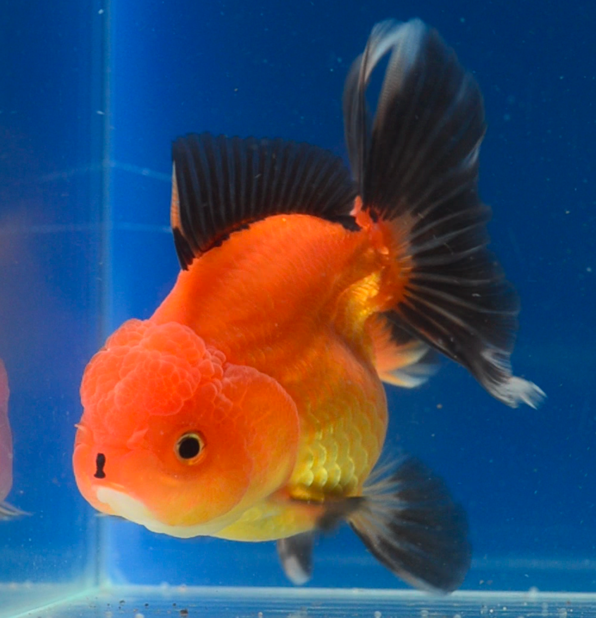 Orange Black Oranda