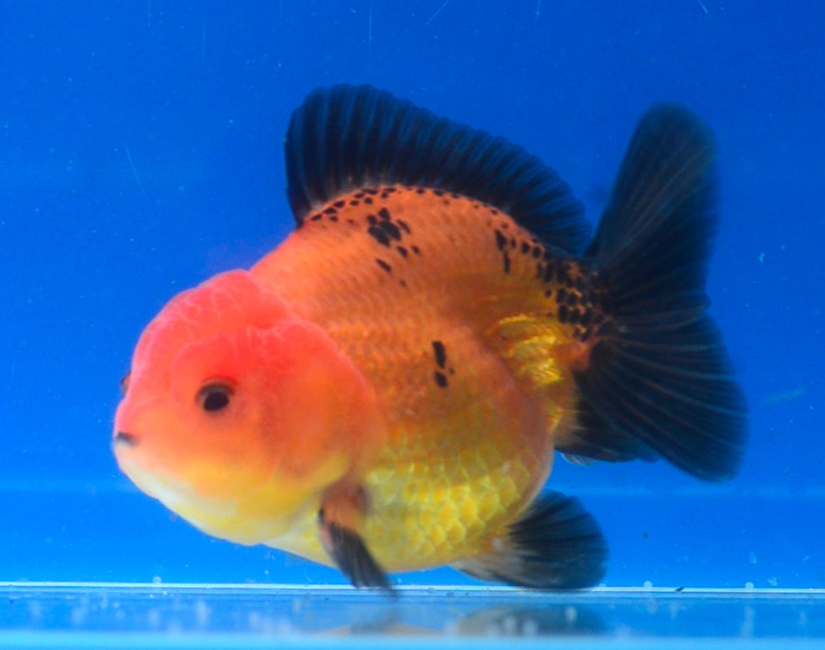 Orange Black Oranda