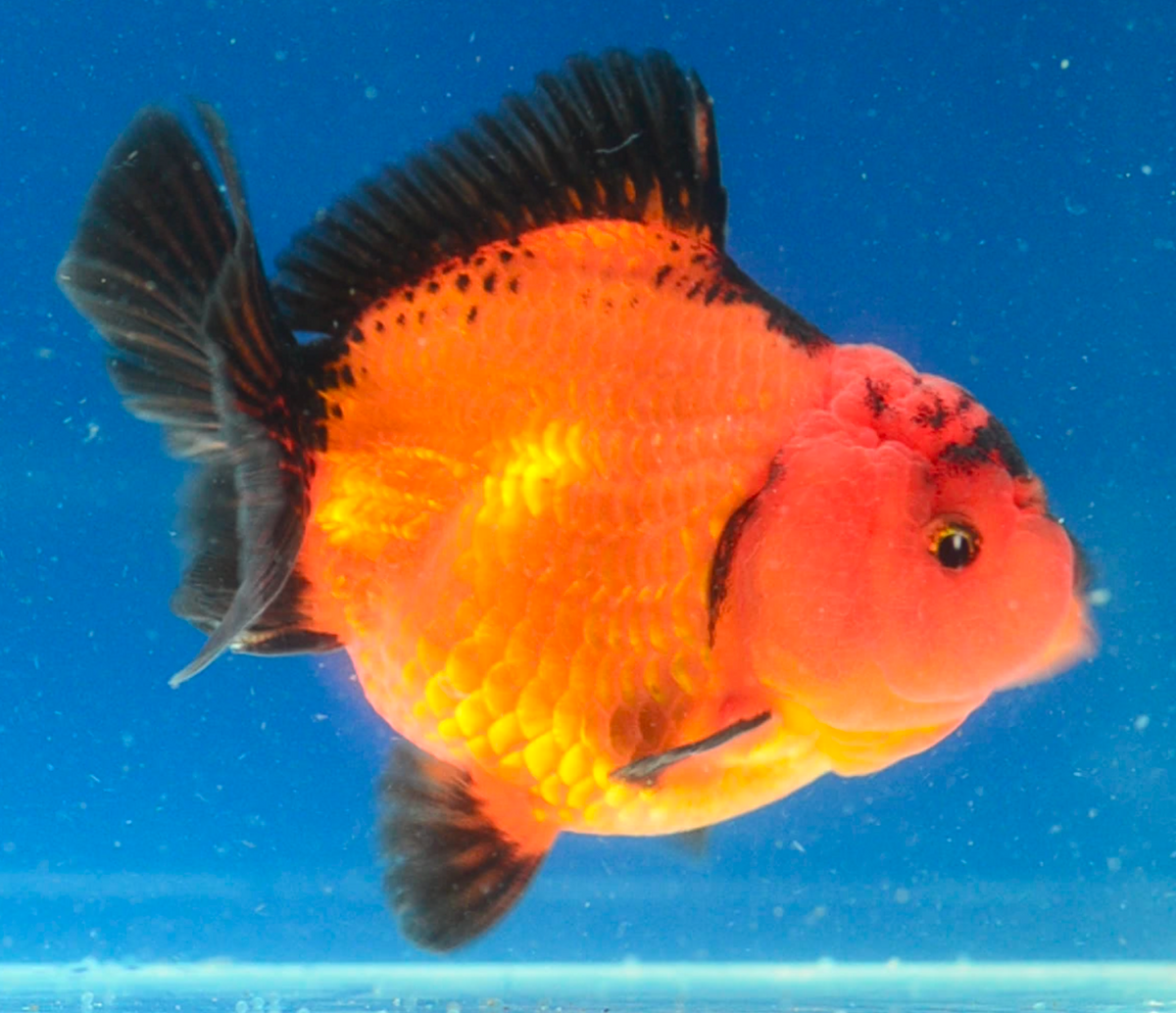 Orange Black Oranda