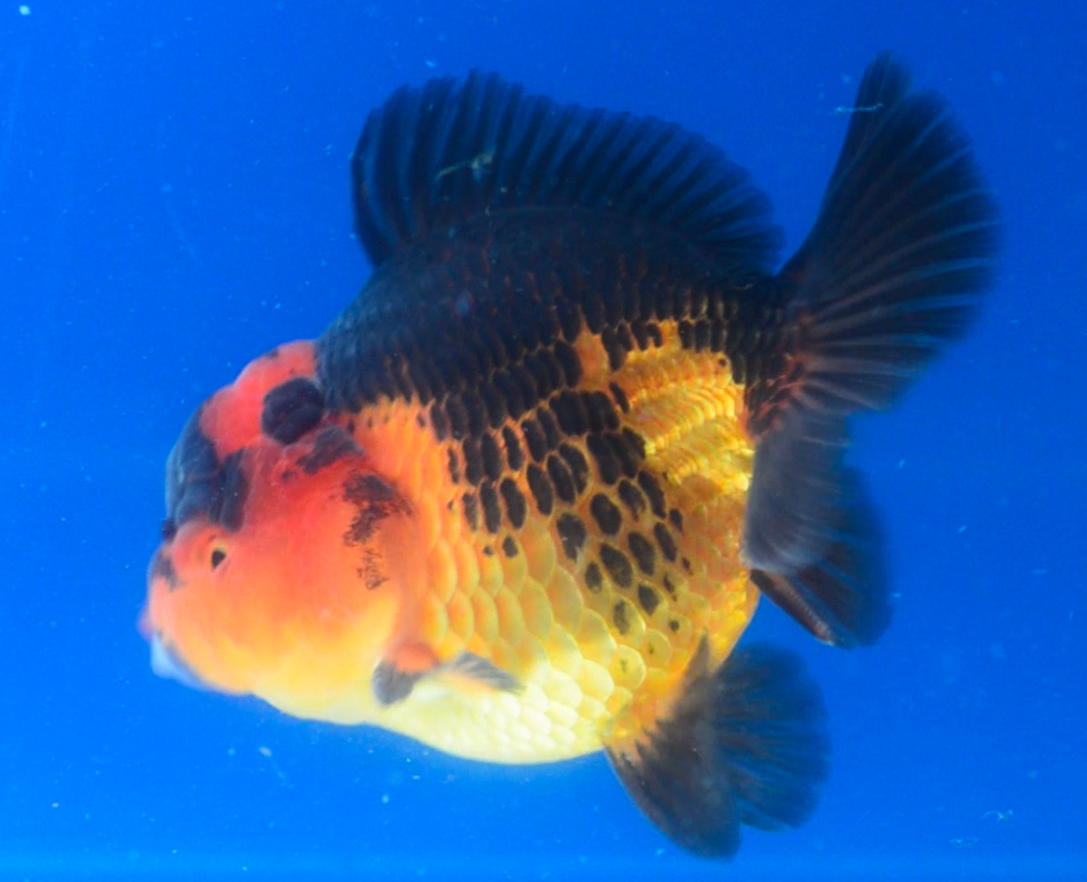 Orange Black Oranda