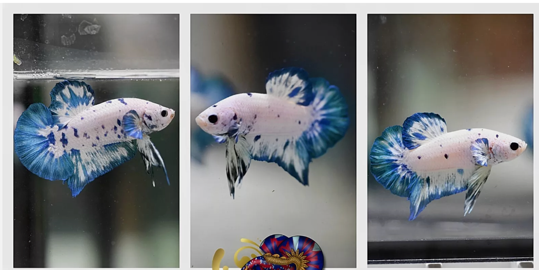 Assorted Blue Dalmatian HMPK Male