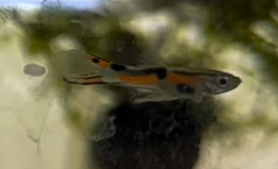 El Tigre Endler Pair