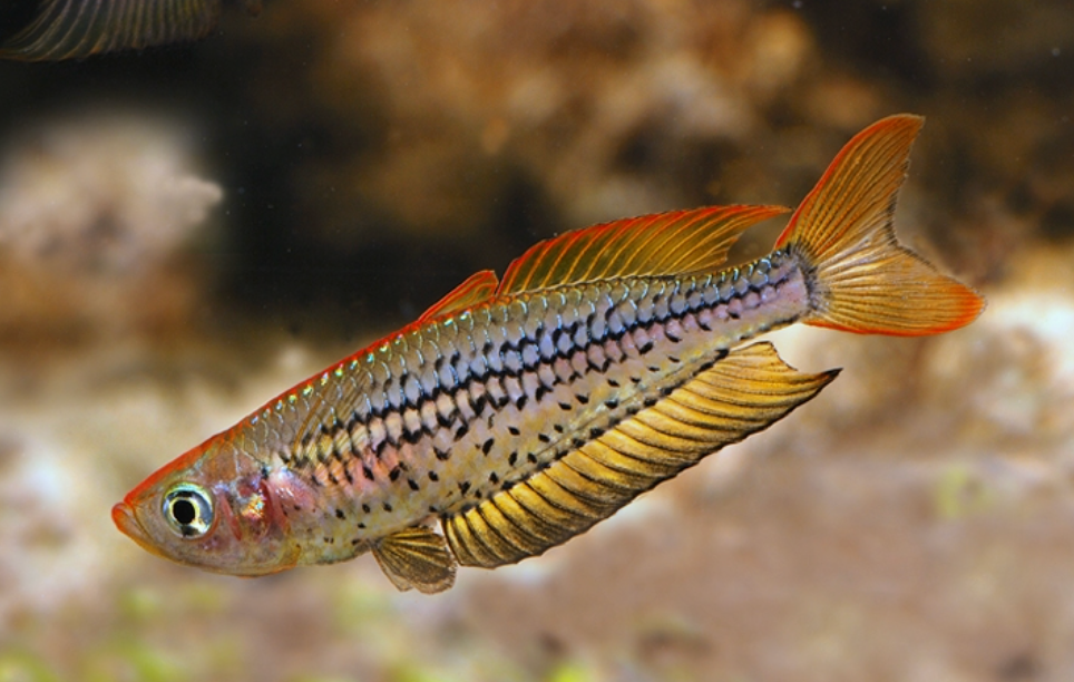 Ornate Rainbowfish (Coochin Creek)