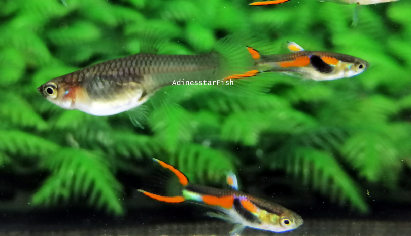 Black Bar Endler Pair
