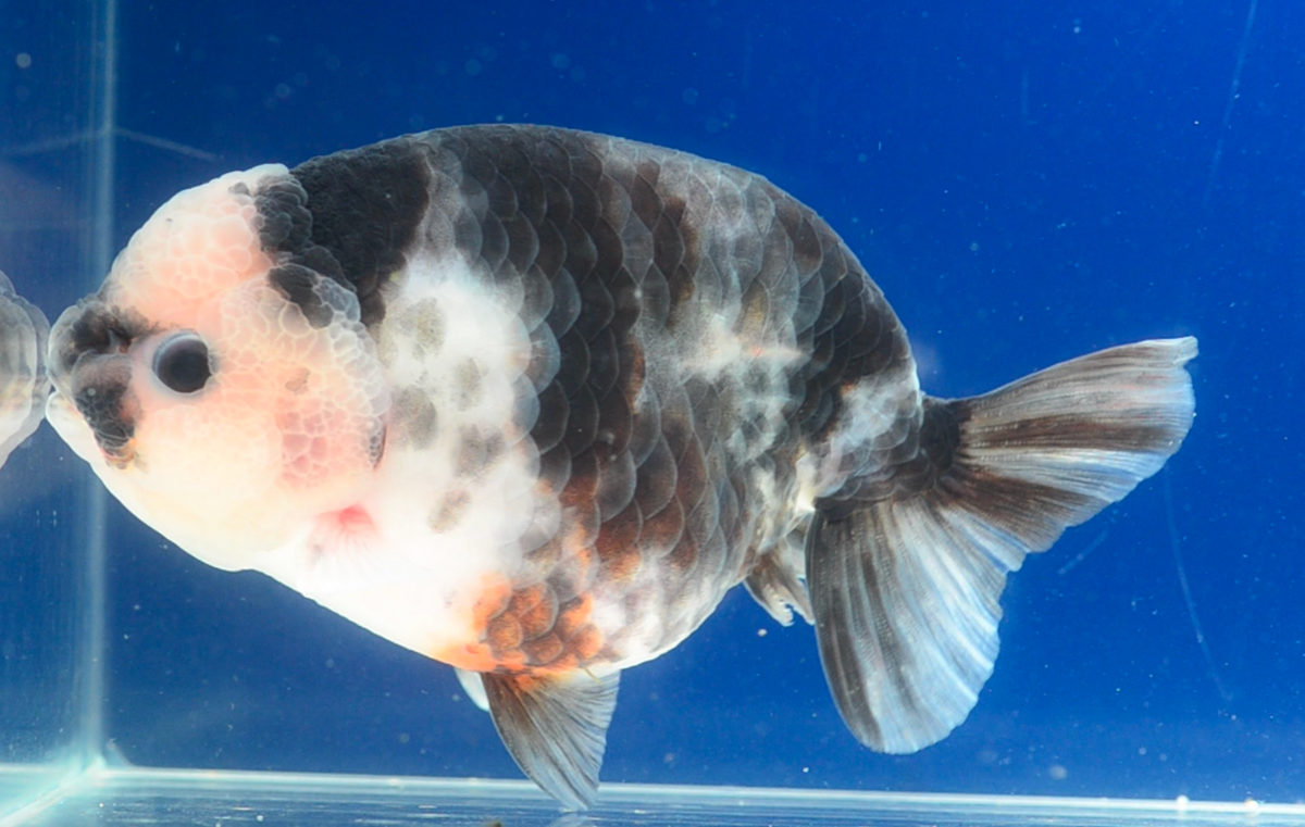 Milk Cow Ranchu