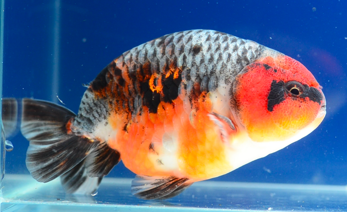 Kirin Ranchu