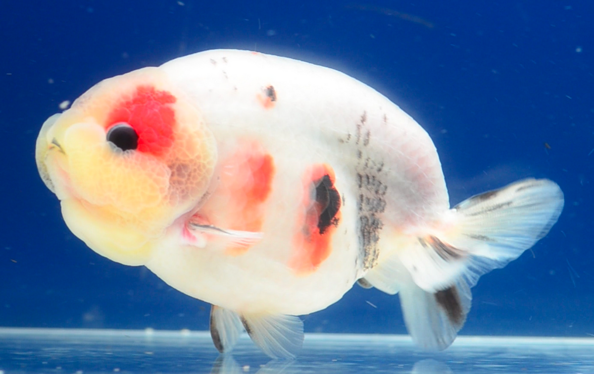 Ink Spot Ranchu