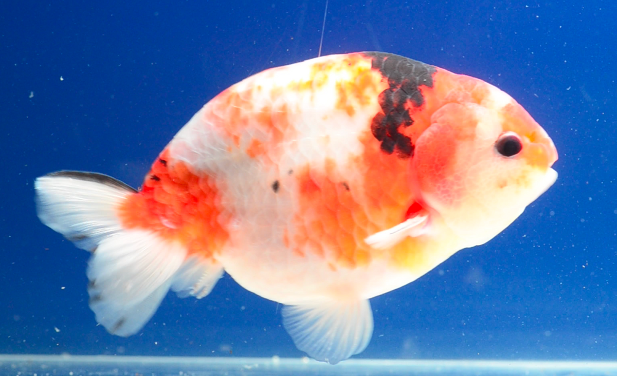 Calico Ranchu