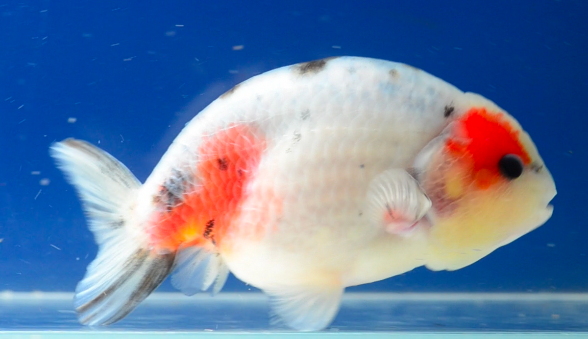 Ink Spot Ranchu