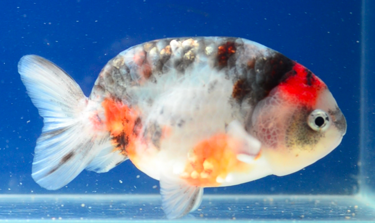 Ink Spot Ranchu