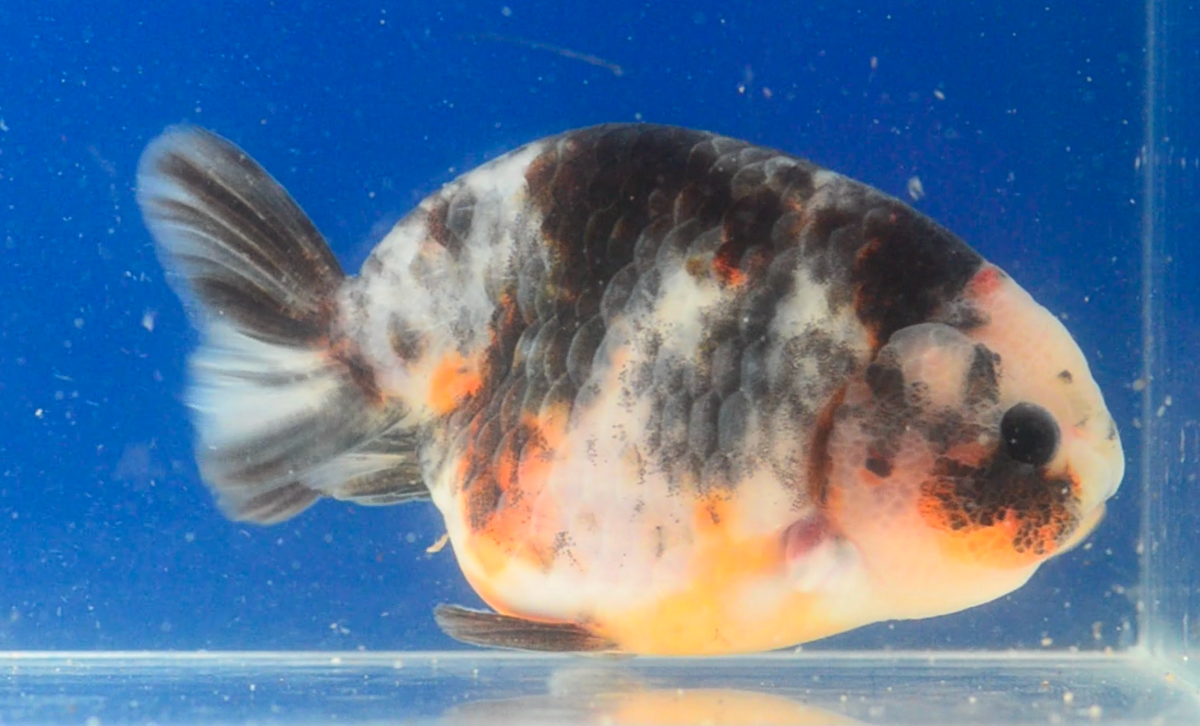 Calico Ranchu