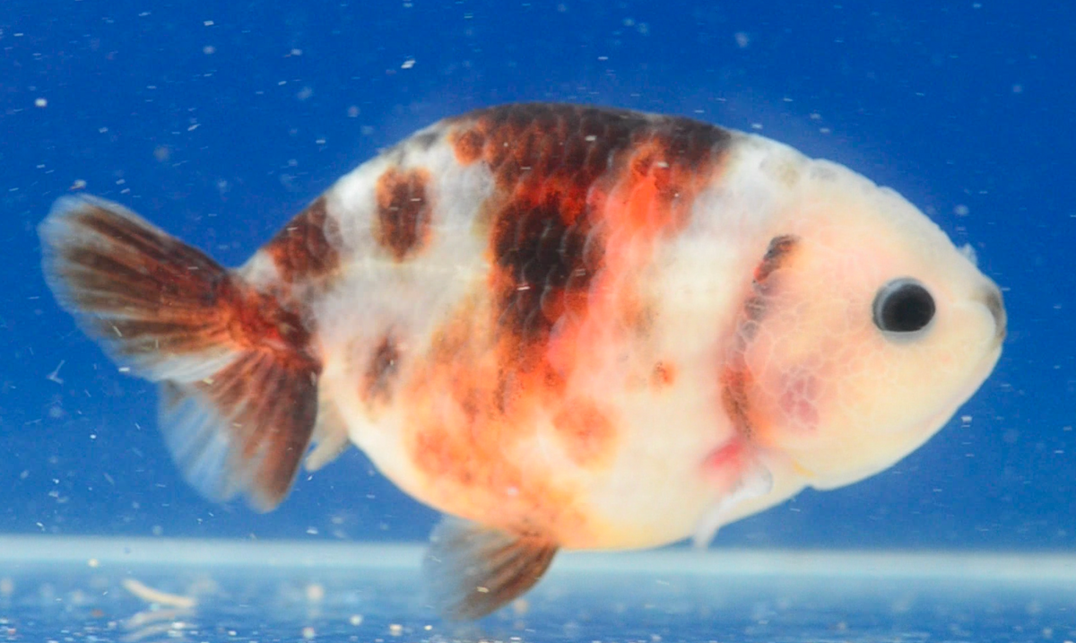 Calico Ranchu
