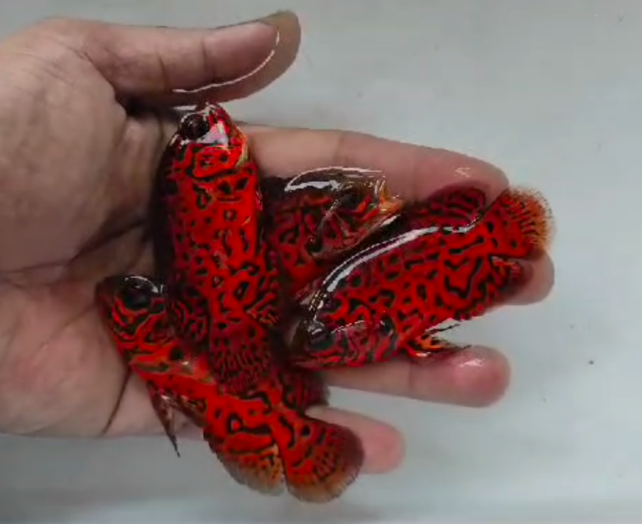 Black Nemo Oscar