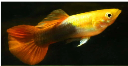 Gold Head Guppy Male