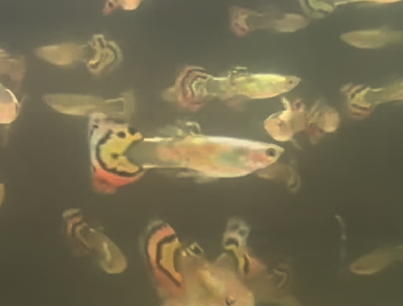 Luminous Leopard Guppy Male