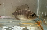 Load image into Gallery viewer, Blood Parrot / King Kong Parrot Cichlid - Unmoulted
