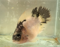 Load image into Gallery viewer, Blood Parrot / King Kong Parrot Cichlid - Unmoulted
