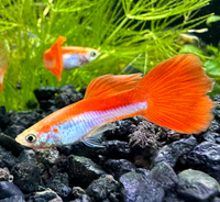 Load image into Gallery viewer, Red Rainbow Guppy
