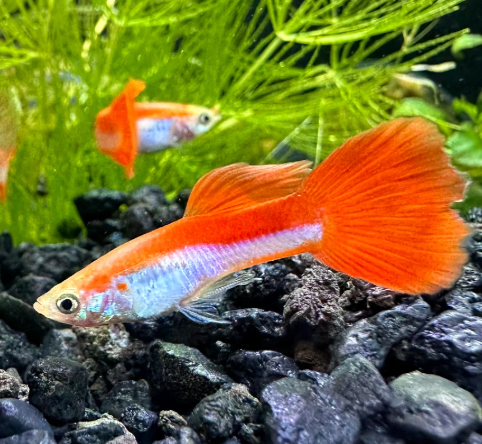 Red Rainbow Guppy