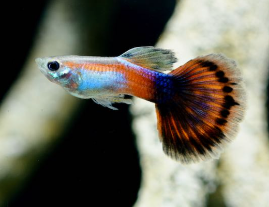 Red Queen Guppy Male