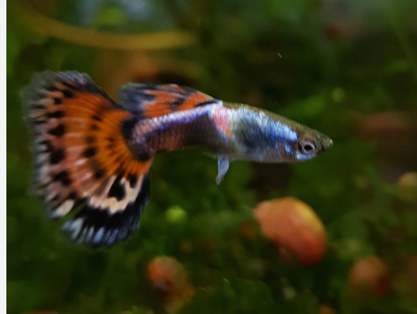 Red Mosaic Guppy