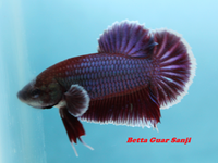 Load image into Gallery viewer, Assorted Salamander HMPK
