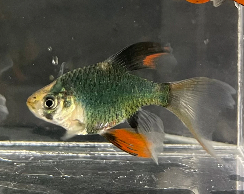 Green Tiger Barb Long Fin