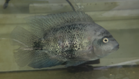 Load image into Gallery viewer, Vieja Cichlid Female XL
