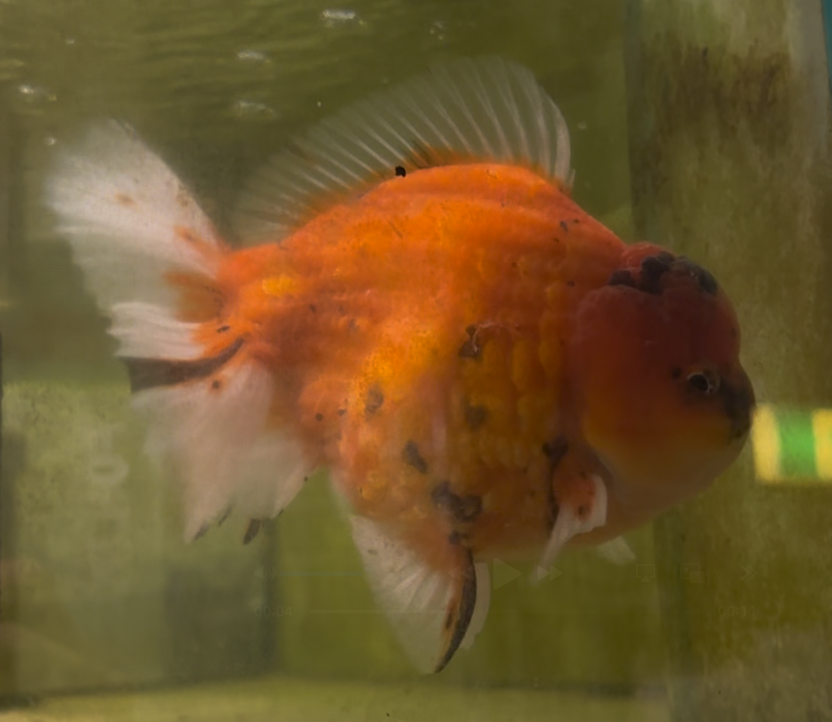 Tiger Calico Short Tail Oranda